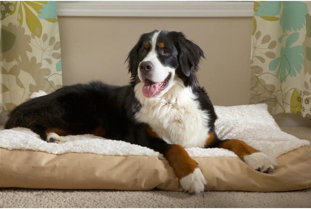 imageFurhaven Pillow Dog Bed for MediumSmall Dogs w Removable Washable Cover Ultra Plush Faux Fur ampamp Suede Mattress Cream MediumPlush Chocolate