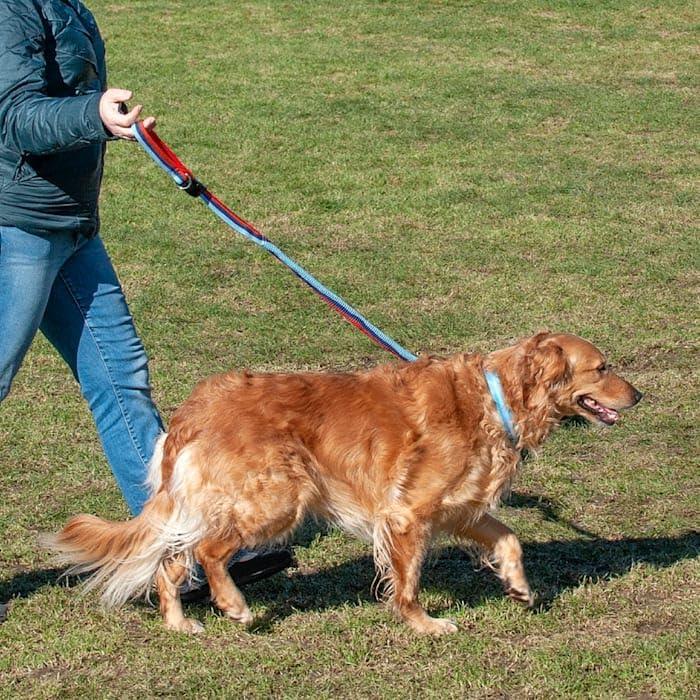 imageFurhaven Bungee Dog Leash w Quick Release Easy Tether Classic Stripe One Size